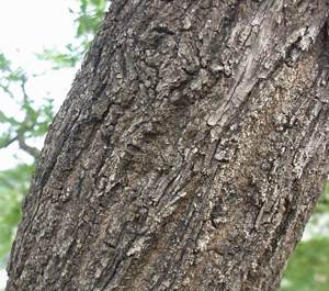 Bark. Photo G.Nicols